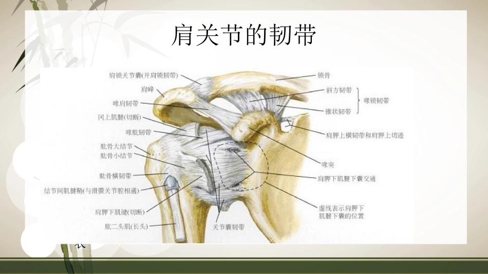 肩袖损伤术 后的康复_第7页