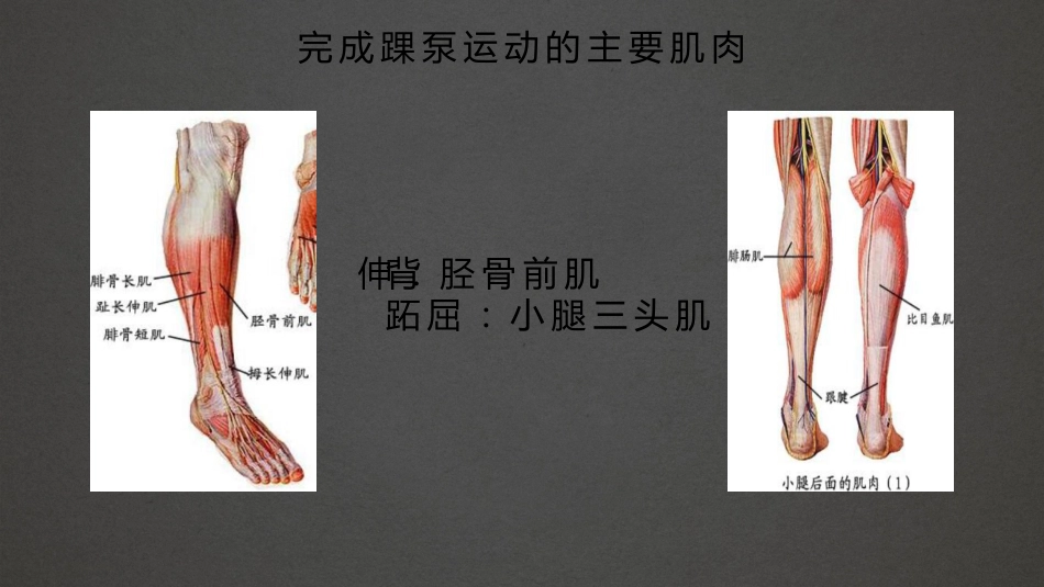 踝泵运动 精品_第11页