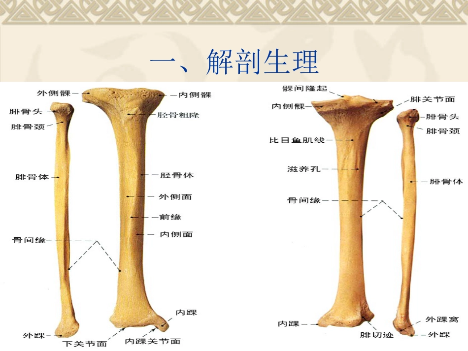 胫腓 骨骨折护理_第8页