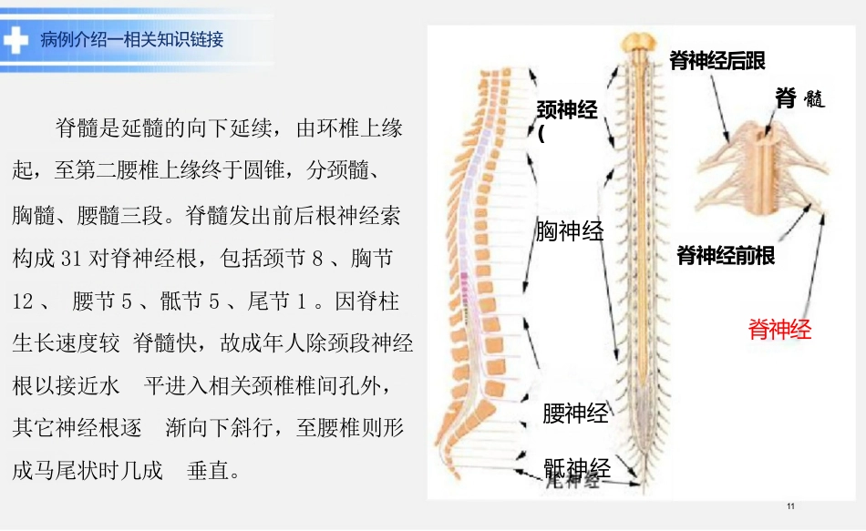 脊髓损伤教学查房ppt_第11页