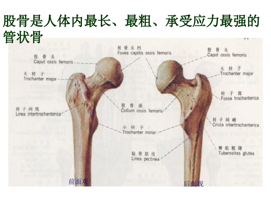 股骨干 骨折护理_第3页