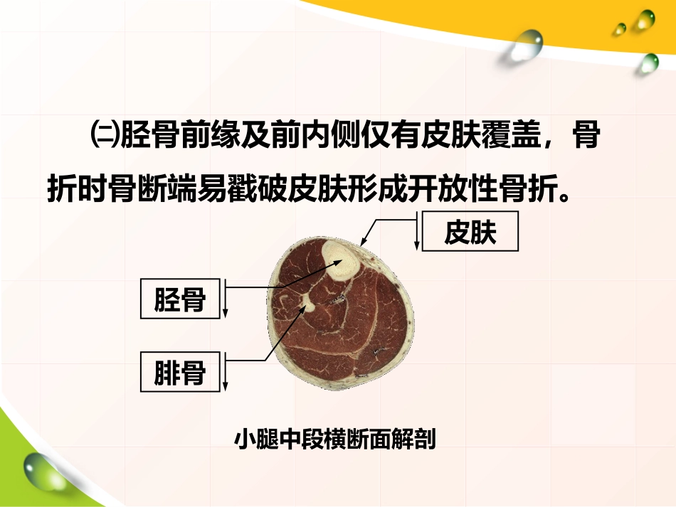 胫腓骨 骨折患者的护理_第6页