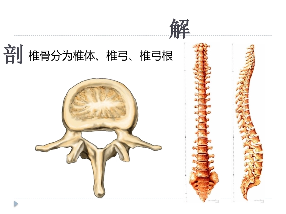 腰椎骨折 患者的护理PPT_第2页