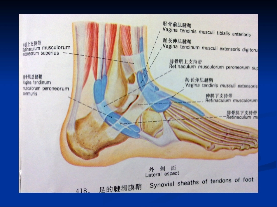 踝关节的MR诊断和解剖_第12页