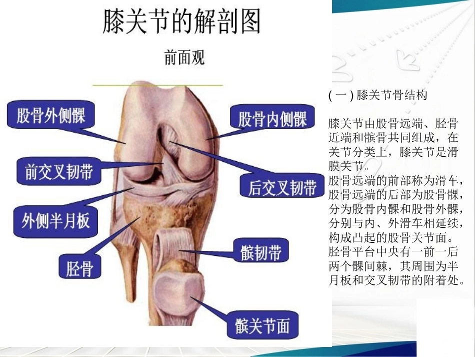 膝关节解 剖及关节镜手术_第3页