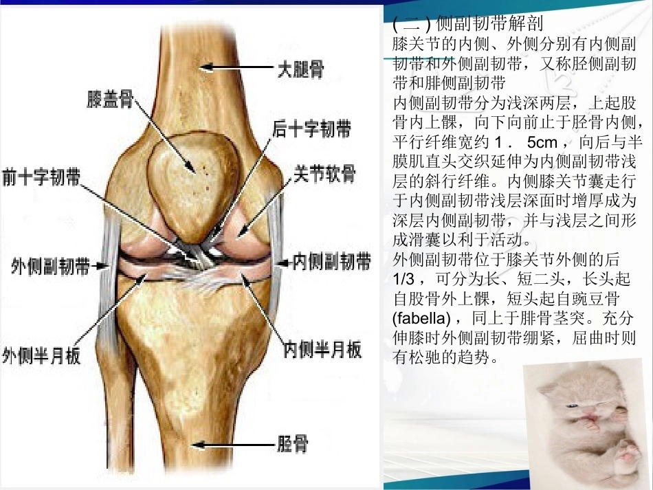 膝关节解 剖及关节镜手术_第4页
