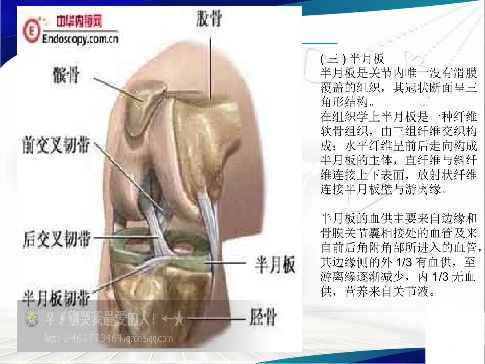 膝关节解 剖及关节镜手术_第5页