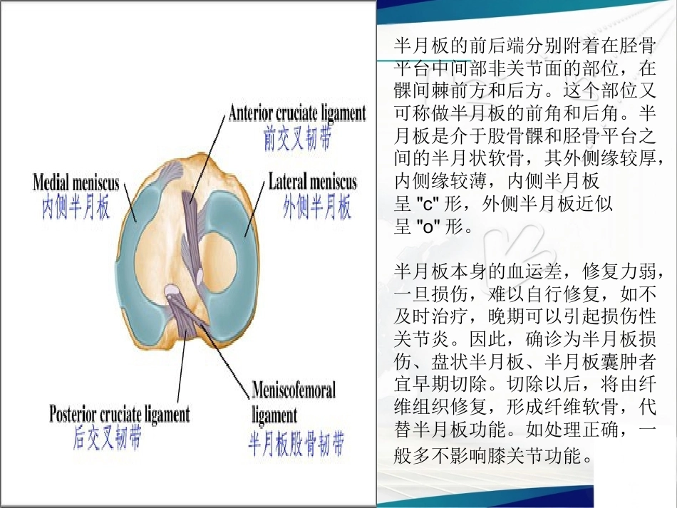 膝关节解 剖及关节镜手术_第6页