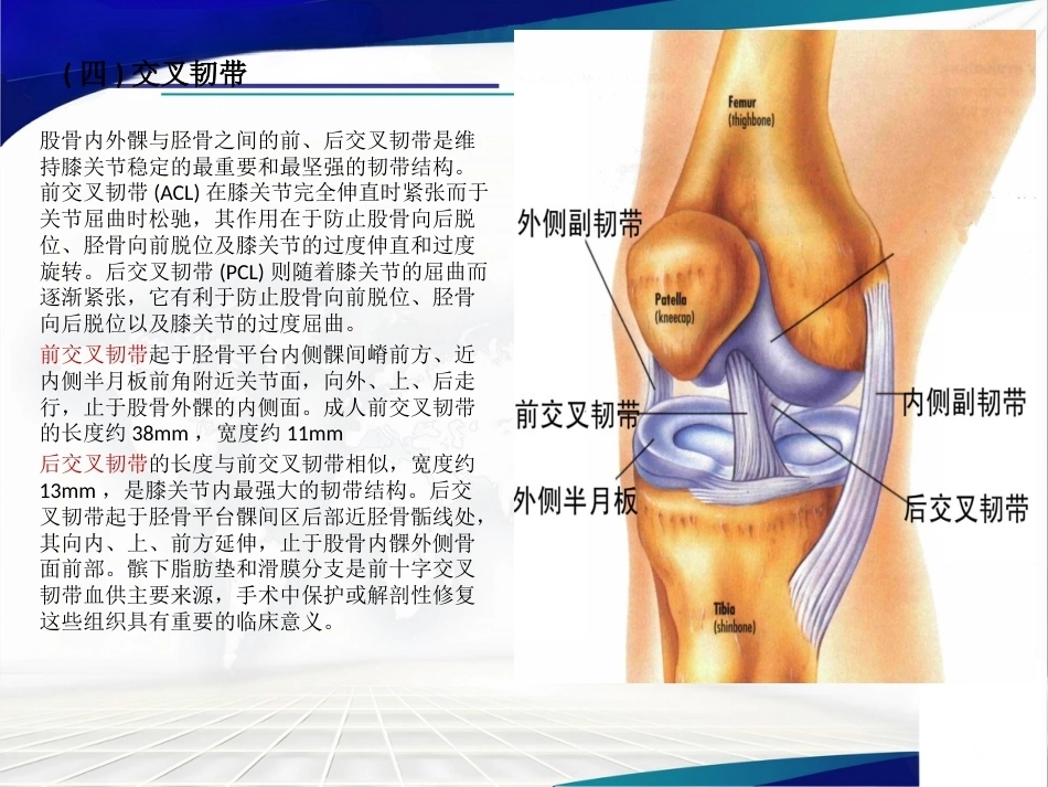 膝关节解 剖及关节镜手术_第7页