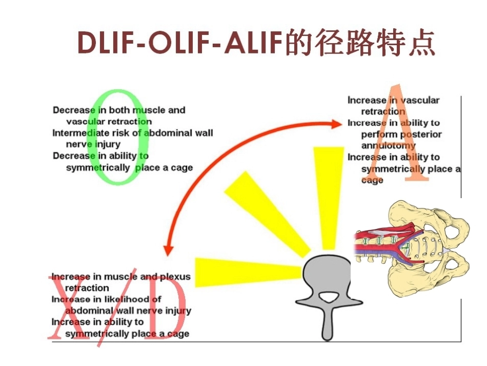 OLIF入路和相关解 剖_第8页