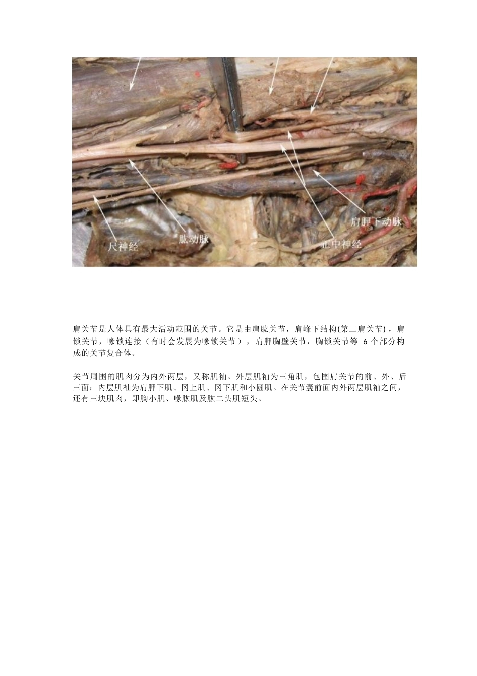 骨科解剖及手 术切口入路_第2页