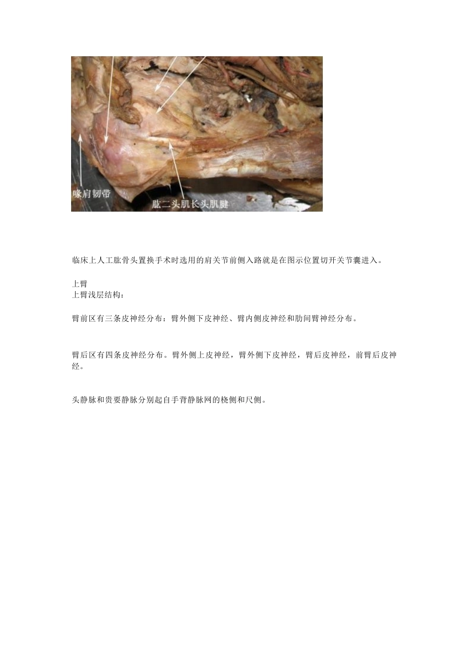 骨科解剖及手 术切口入路_第5页