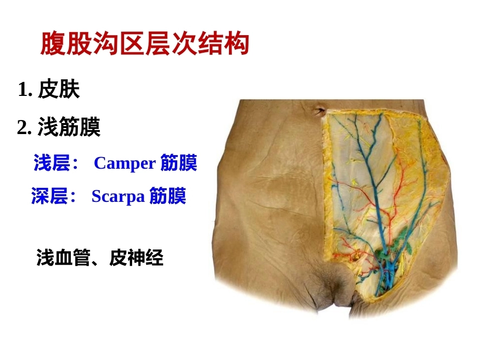 骨盆周围 解剖_第10页