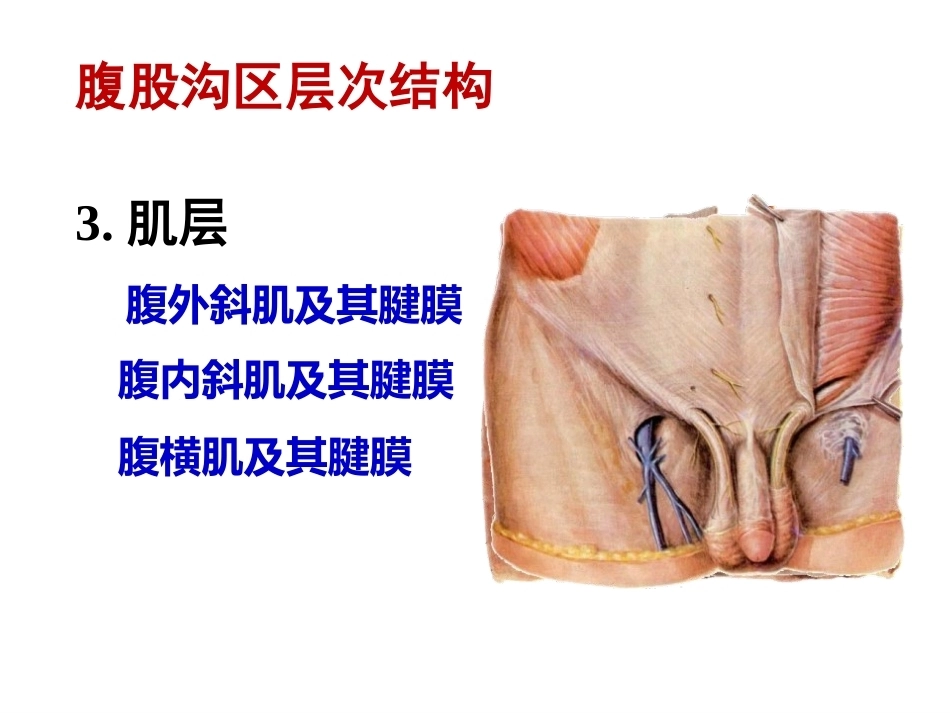 骨盆周围 解剖_第11页