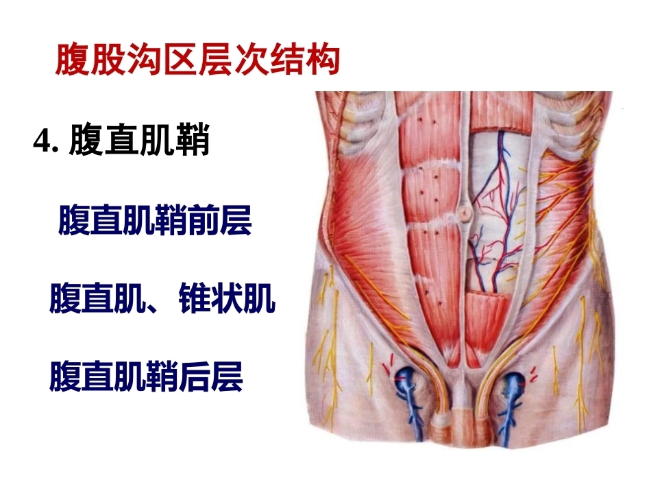 骨盆周围 解剖_第12页