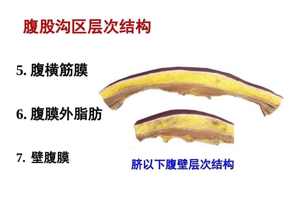 骨盆周围 解剖_第13页