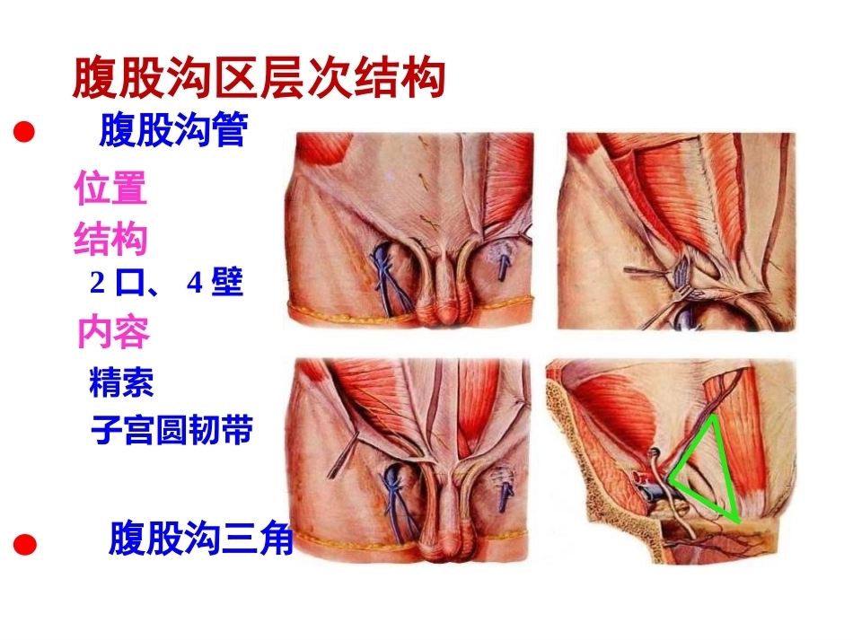 骨盆周围 解剖_第14页