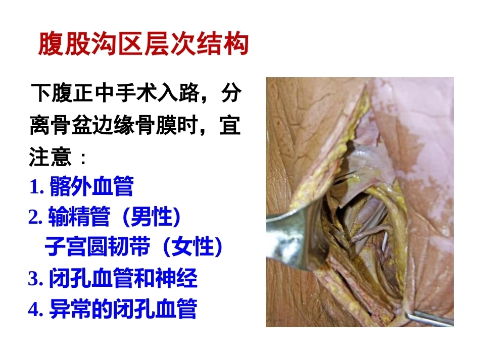 骨盆周围 解剖_第15页