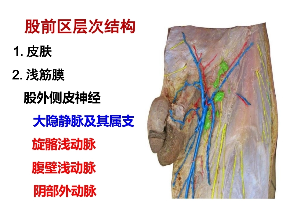 骨盆周围 解剖_第3页