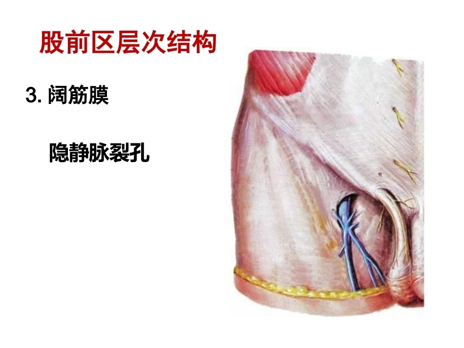 骨盆周围 解剖_第4页