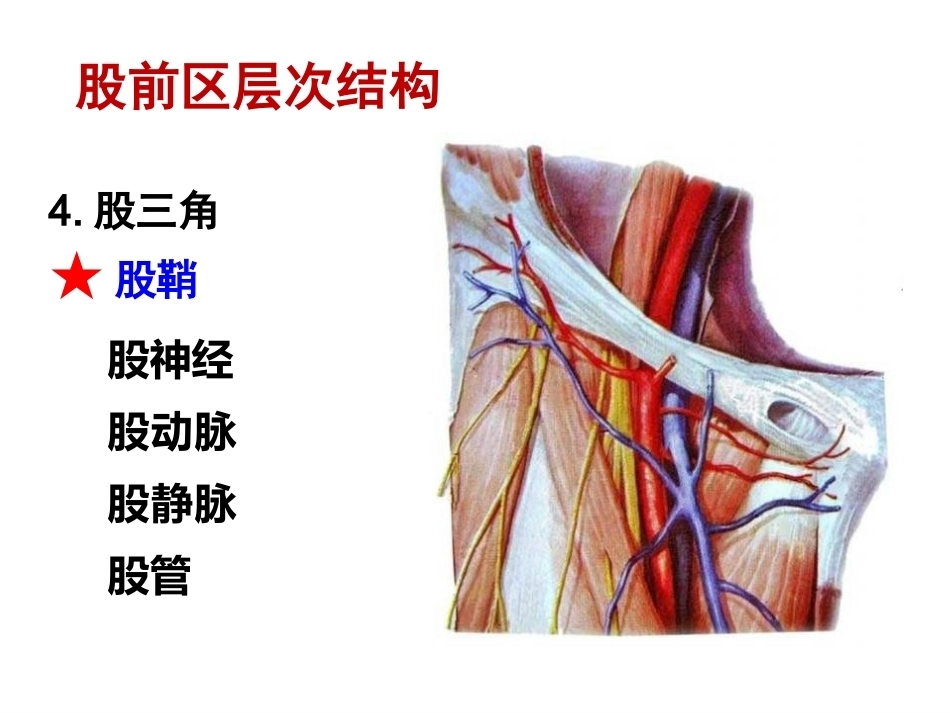 骨盆周围 解剖_第5页