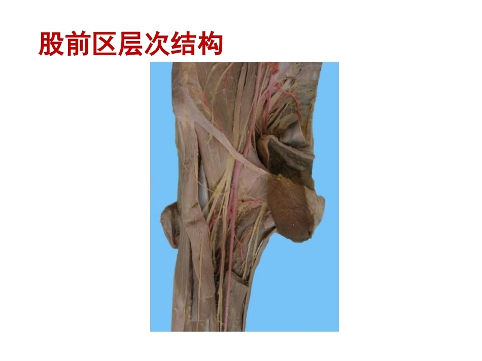 骨盆周围 解剖_第6页