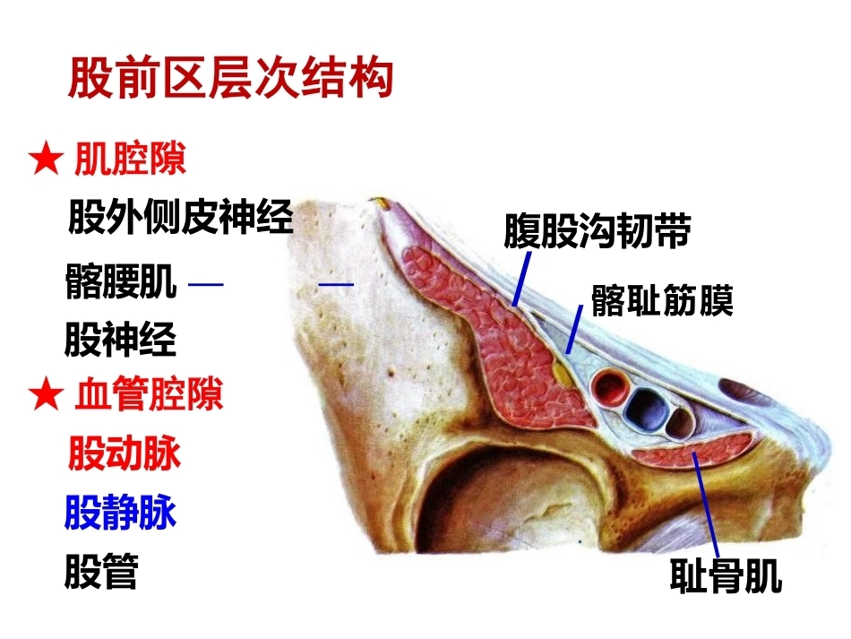 骨盆周围 解剖_第7页