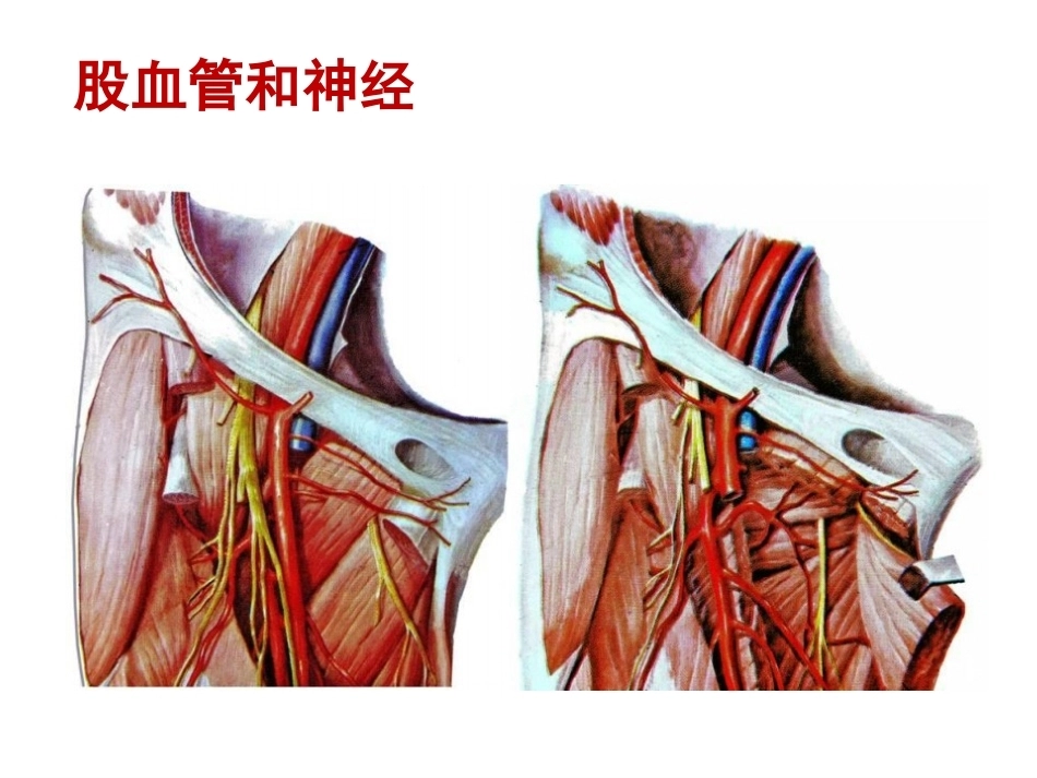 骨盆周围 解剖_第8页