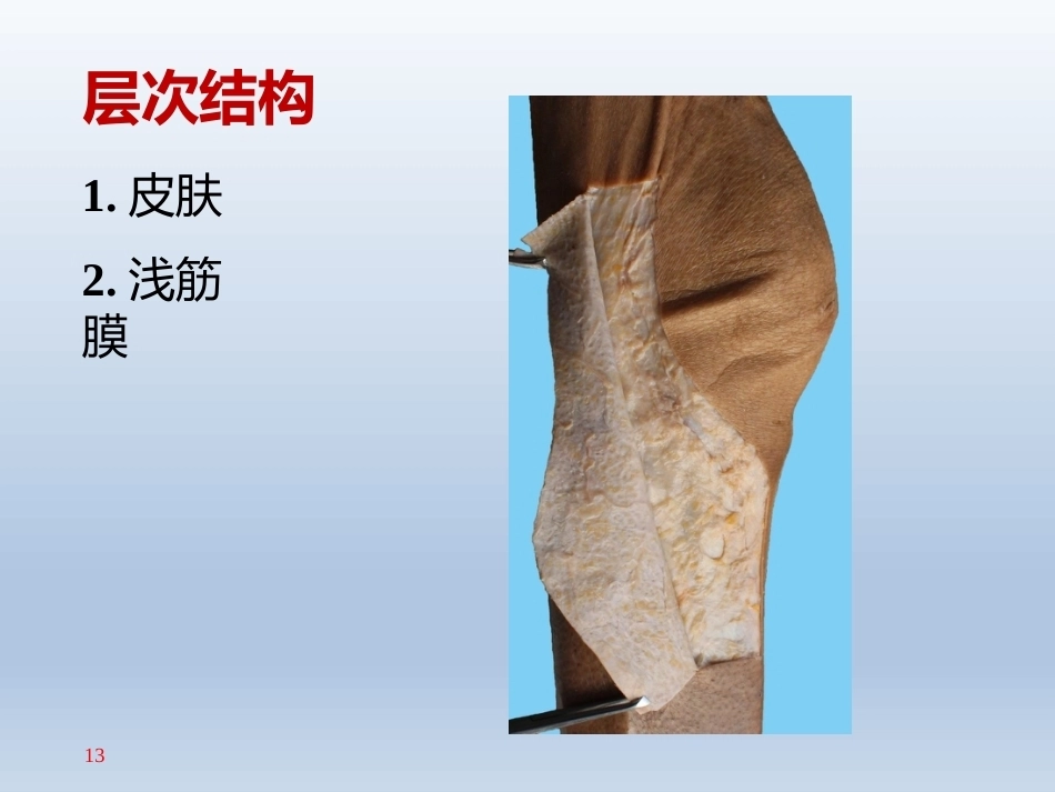 长海膝关 节周围解剖_第13页