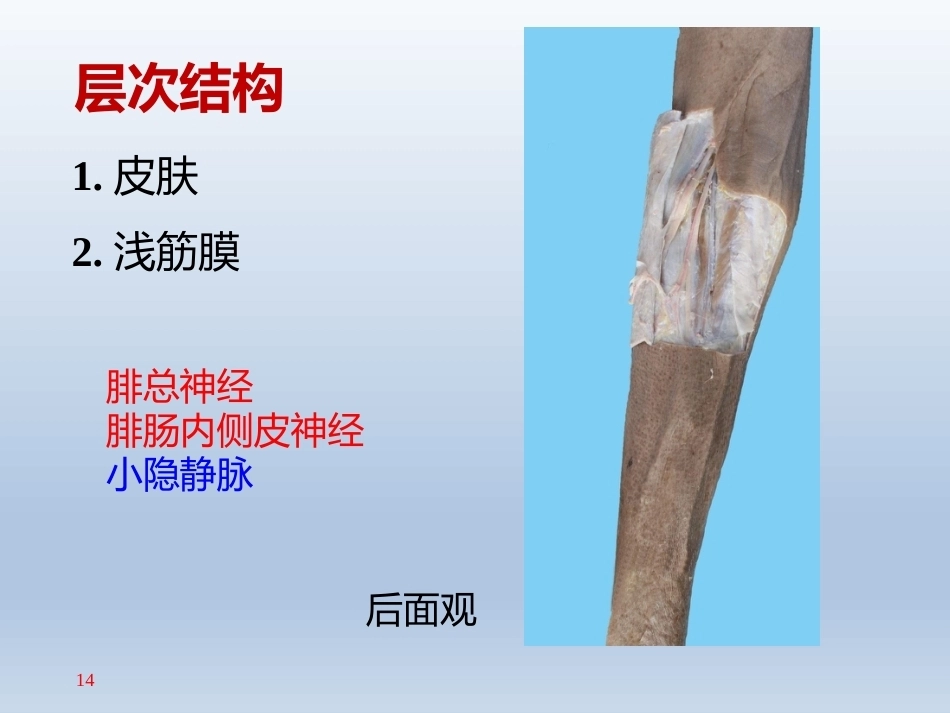 长海膝关 节周围解剖_第14页