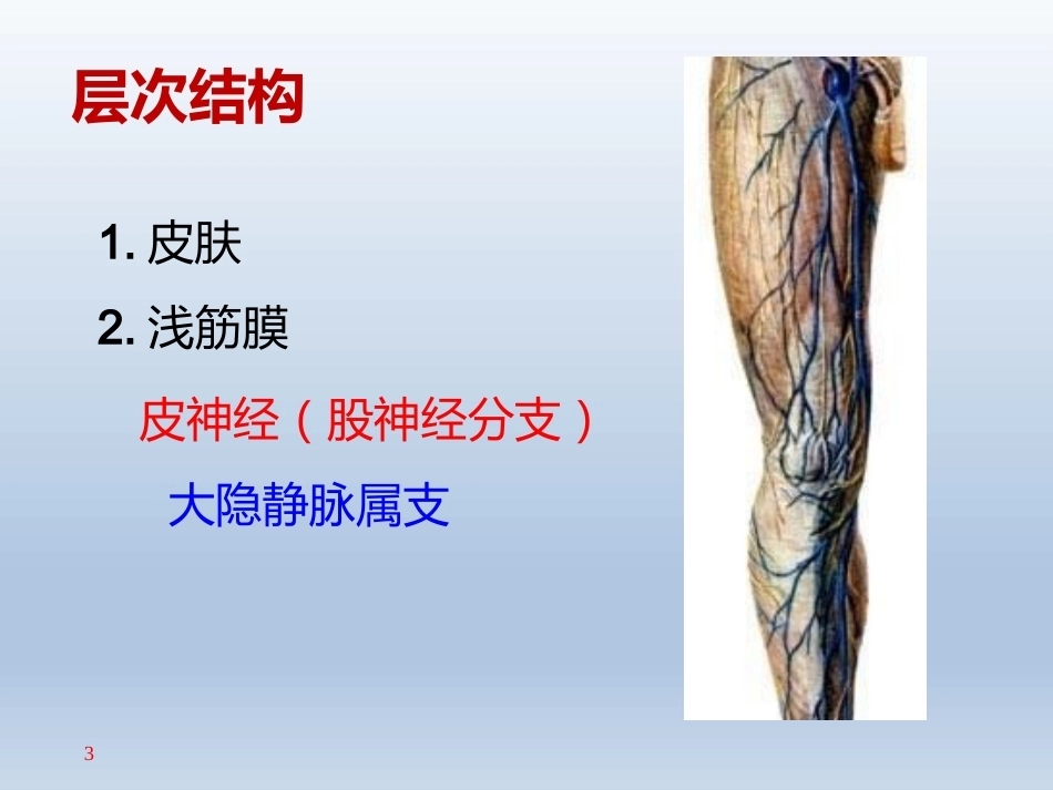 长海膝关 节周围解剖_第3页