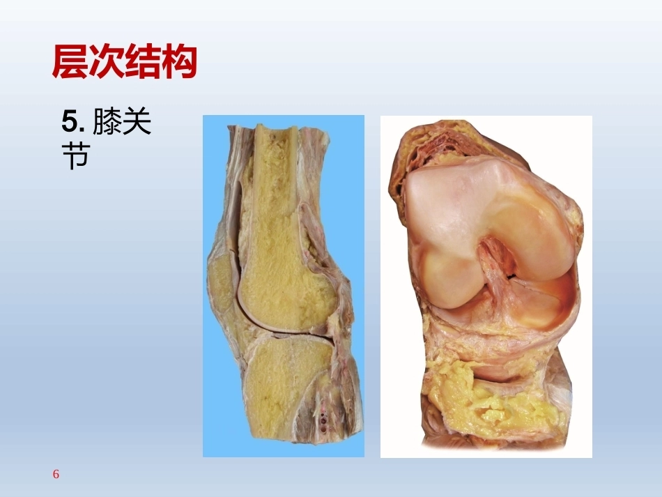 长海膝关 节周围解剖_第6页
