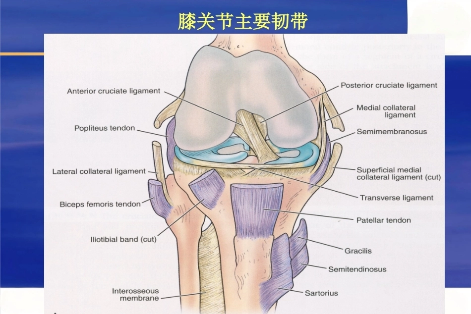 膝关节韧 带损伤的MR诊断_第5页