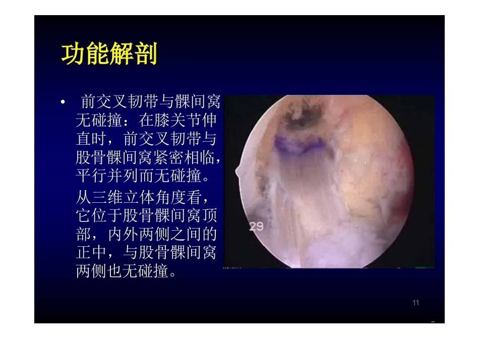 膝关节 解 剖_第11页