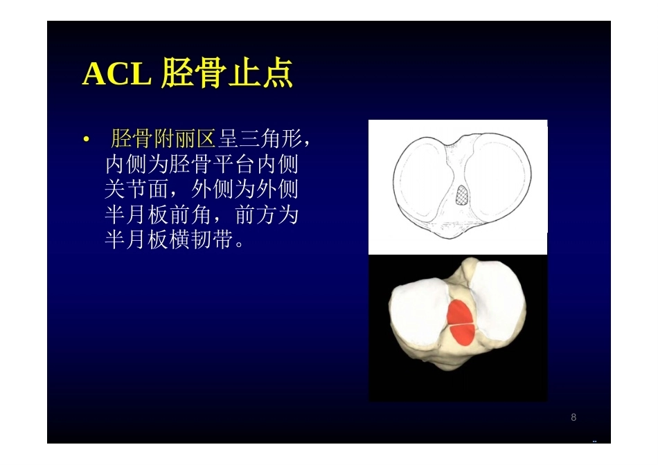 膝关节 解 剖_第8页