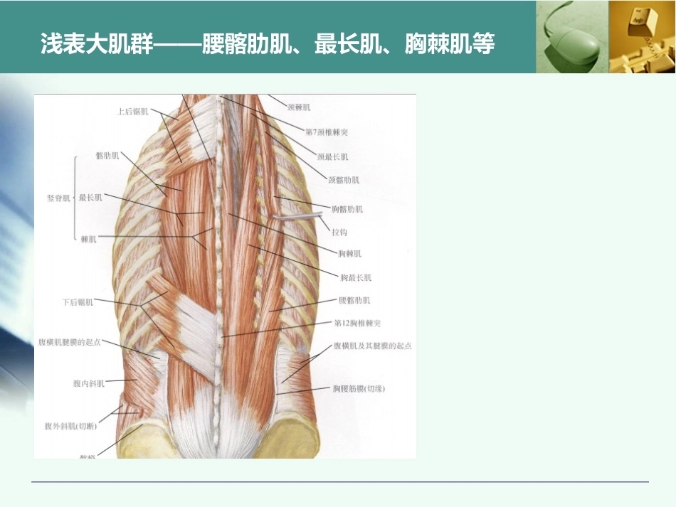全胸腰椎椎弓根置钉技术_第5页