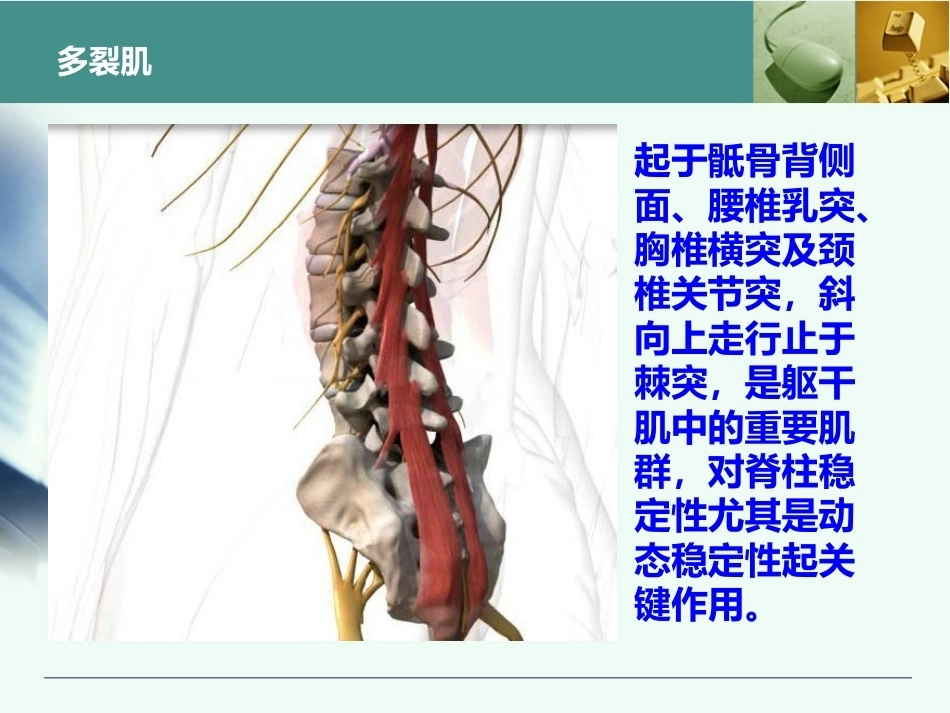 全胸腰椎椎弓根置钉技术_第7页
