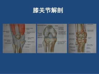 膝关节 解剖详细图解