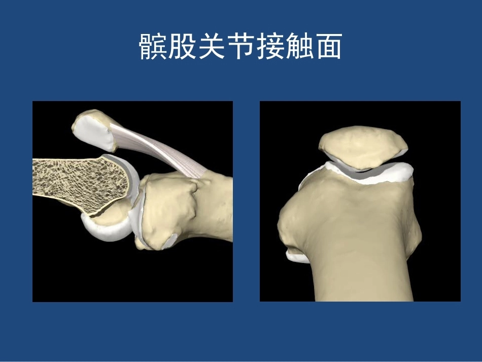 膝关节 解剖详细图解_第10页