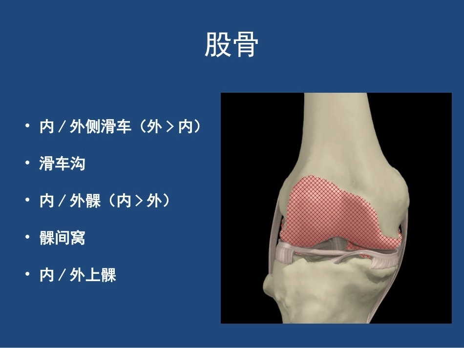 膝关节 解剖详细图解_第11页