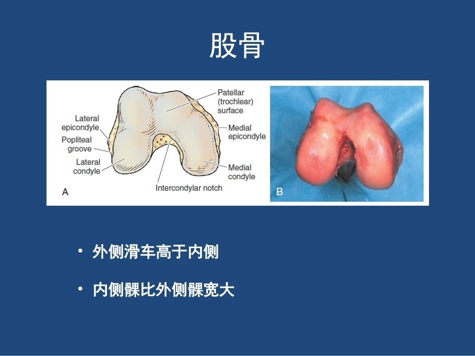膝关节 解剖详细图解_第12页