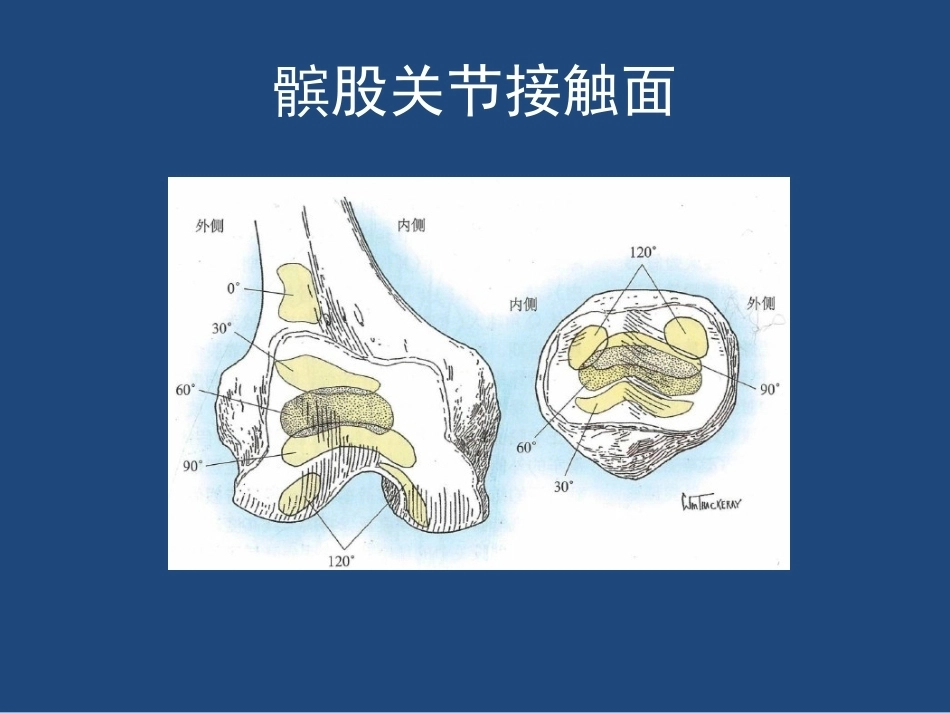 膝关节 解剖详细图解_第13页