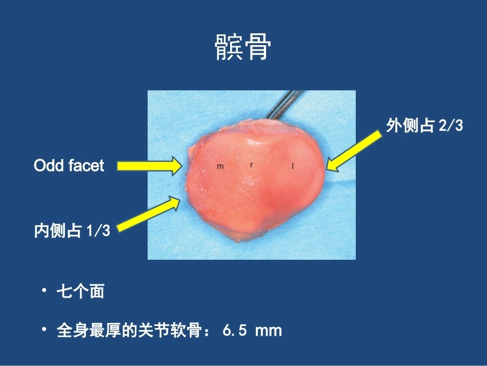 膝关节 解剖详细图解_第7页