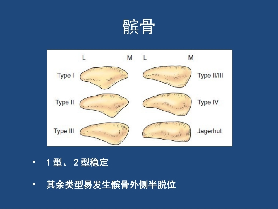 膝关节 解剖详细图解_第8页