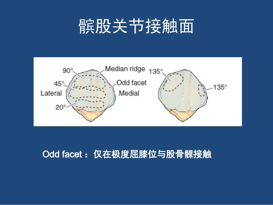 膝关节 解剖详细图解_第9页