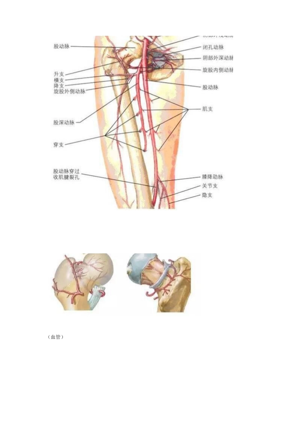 股骨头坏死的诊 断与治疗策略_第3页