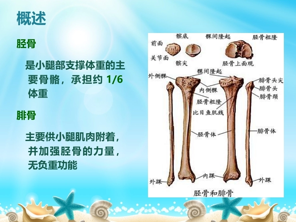 胫腓骨骨折分型_第6页