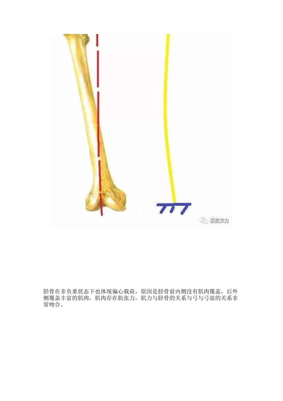 弯曲力原理及其在骨科领 域的应用_第9页