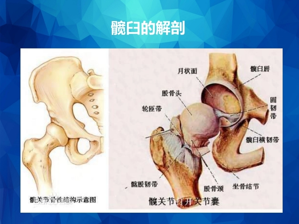 Stoppa及其改良入路的简介及临床应用_第2页