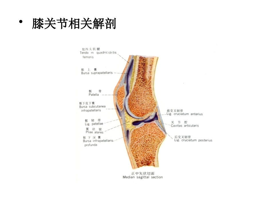 十二关节腔内穿刺注射_第9页